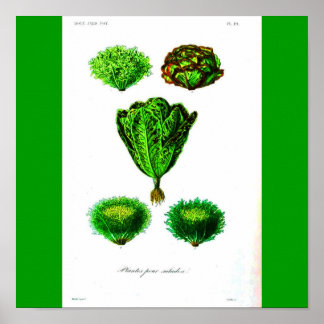 Poster-Botanicals-Lettuces Poster