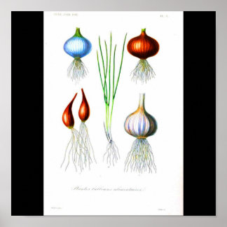 Poster-Botanicals-Onions and Garlic Poster