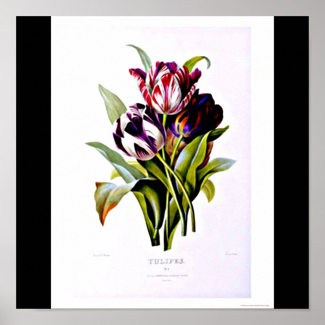 Poster-Botanicals-Pierre Joseph Redoute 15 Poster (Front)