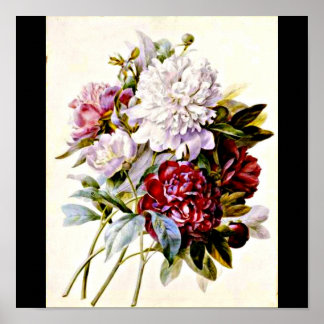 Poster-Botanicals-Pierre Joseph Redoute 16 Poster