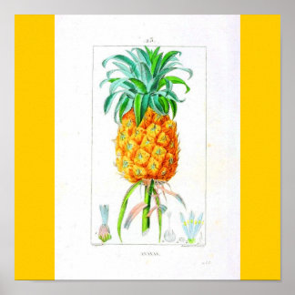 Poster-Botanicals-Pineapple Poster
