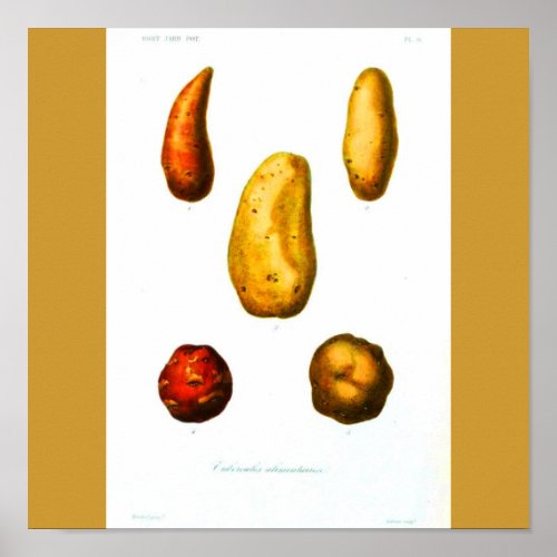 Poster_Botanicals_Potatoes Poster