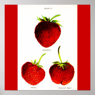 Poster-Botanicals-Strawberries 5 Poster