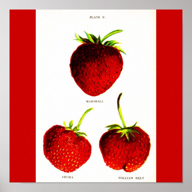 Poster-Botanicals-Strawberries 5 Poster (Front)