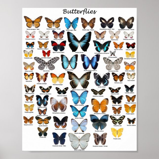 Poster - Butterfly Collection (Front)