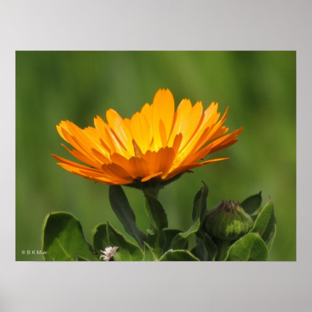 Poster - Calendual Blossom (Front)