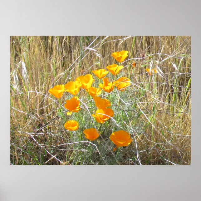 Poster - California Poppies (Front)