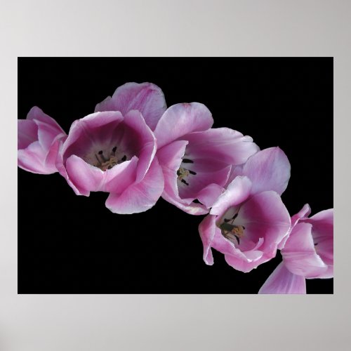 Poster Cascade of Purple Tulips Poster