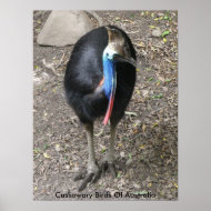 Poster Cassowary Birds Of Australia