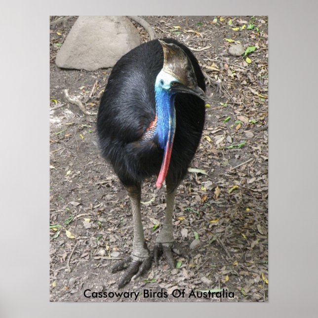 Poster Cassowary Birds Of Australia (Front)
