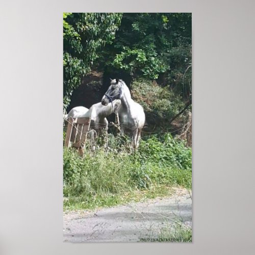 Poster cheval blanc