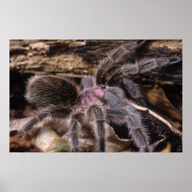 Poster - Chilli rose tarantula (Front)