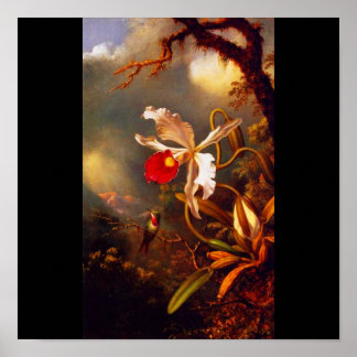 Poster-Classic/Vintage-Martin Johnson Heade 15 Poster