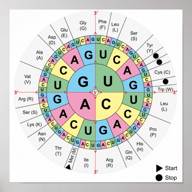 Poster Codons Amino Acids Table Genetic Code DNA (Front)