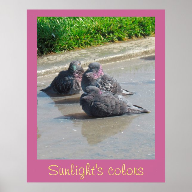 Poster –  Colors of Sunlight (Front)