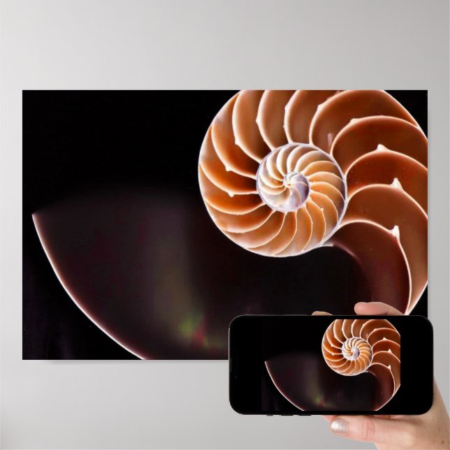 Poster – Cooper Fibonacci Sequence Shell