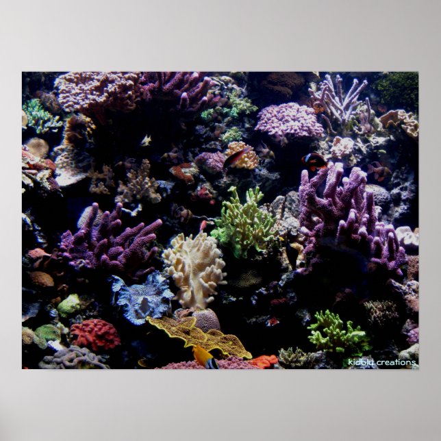 poster - coral reef (Front)