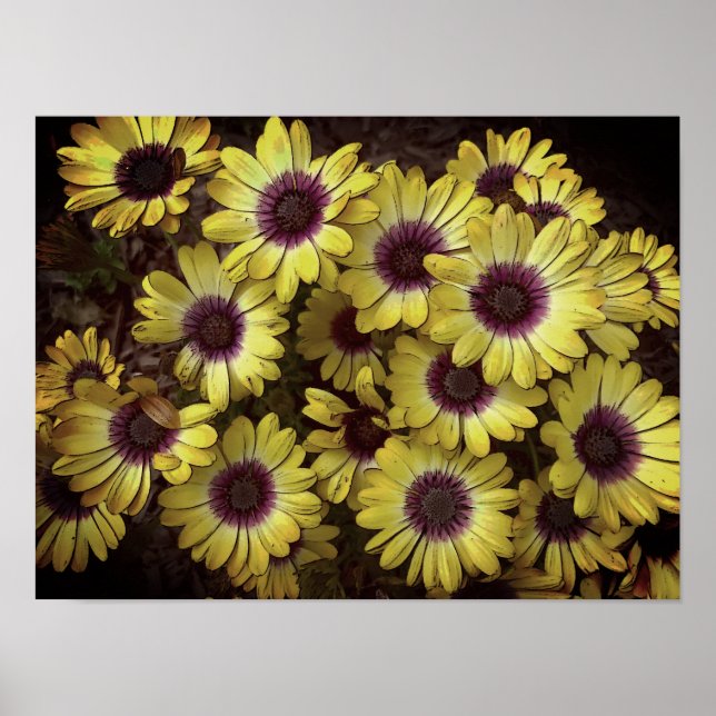 Poster - Daisies (Front)