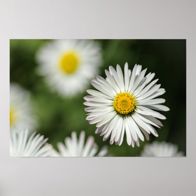 Poster Daisy Flower In Bloom (Front)