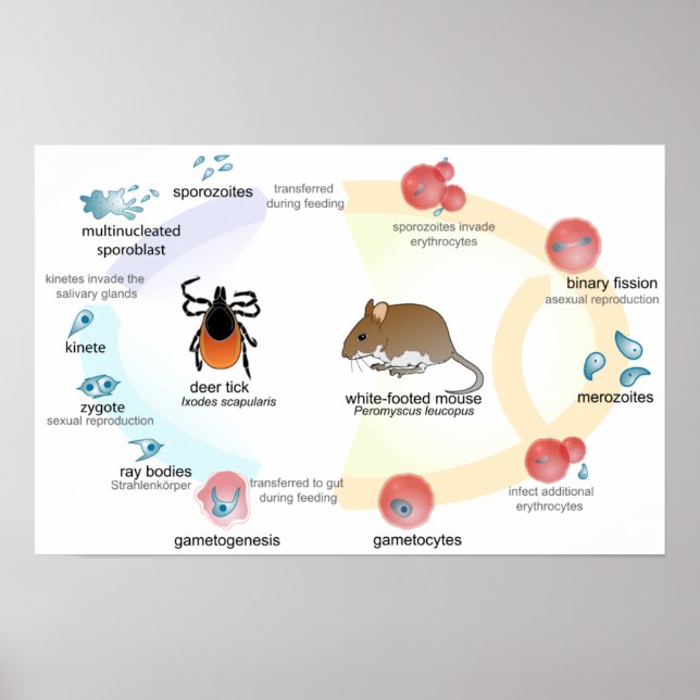 Poster Diagram Babesia microti life cycle (Front)
