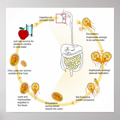 Poster Diagram Giardia Life Cycle Parasite