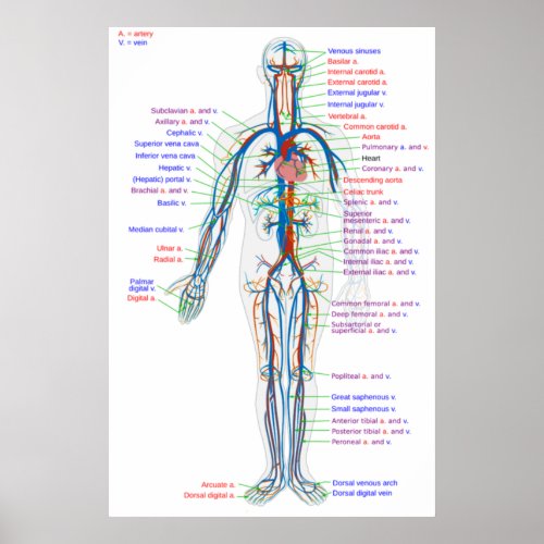 Poster Diagram Human Circulatory System Arteries