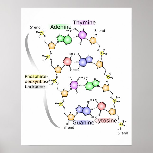 Poster Diagram of the Chemical structure of DNA (Front)