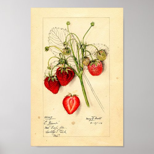 Poster _ Eaton Early Giant Strawberries