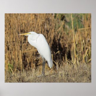 Poster - Egret in Grass