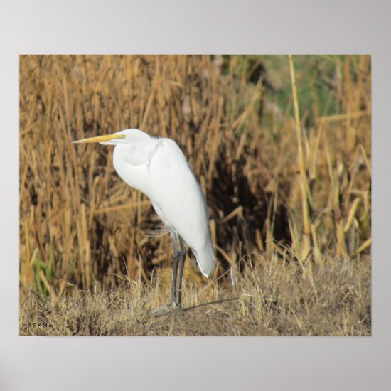 Poster - Egret in Grass