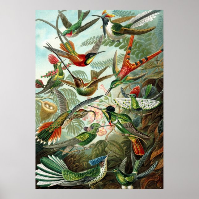 Poster Ernst Haeckel Trochilidae Hummingbird (Front)