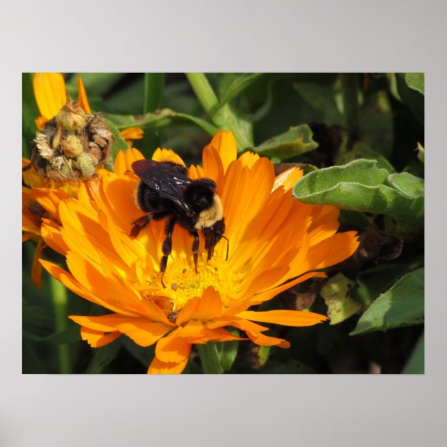 Poster - Feeding in Calendula (Front)