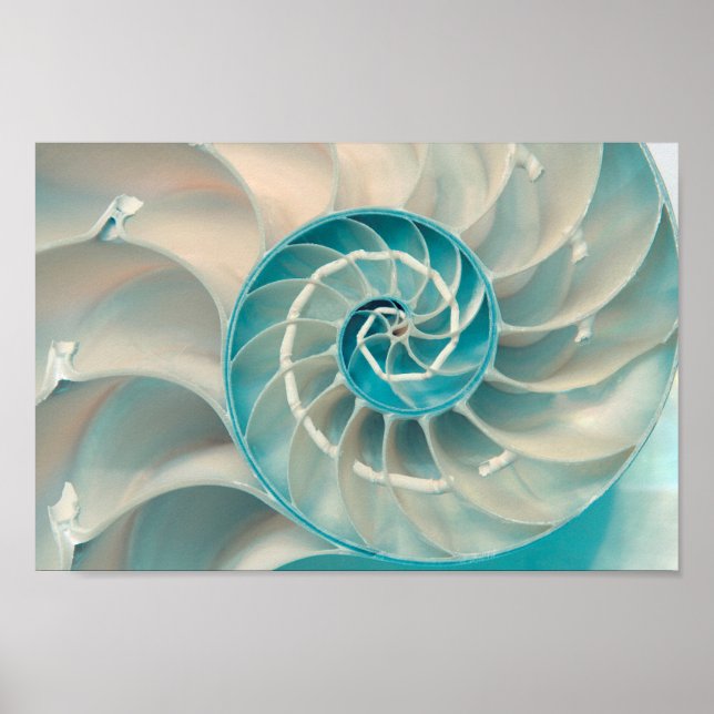 Poster - Fibonacci Sequence in Nature Sea Life (Front)