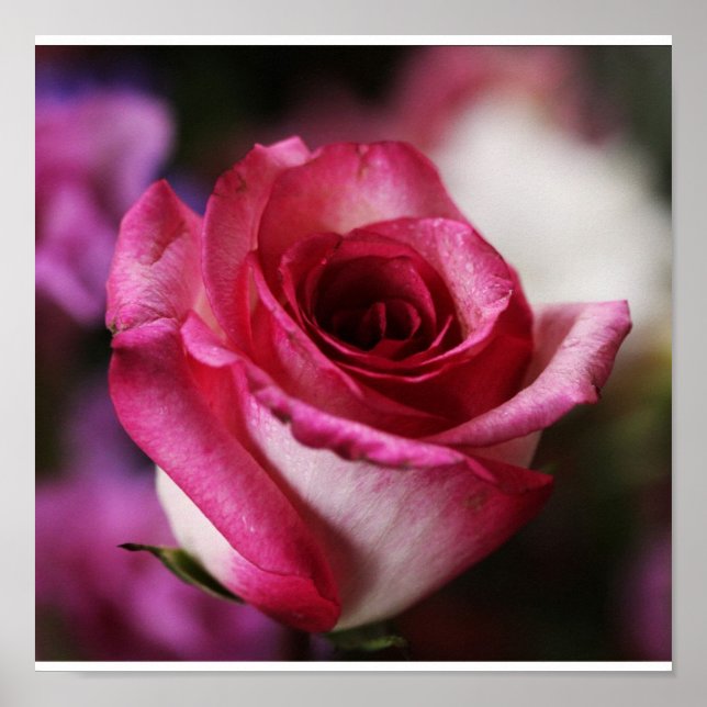 Poster-Flowers-34 Poster (Front)