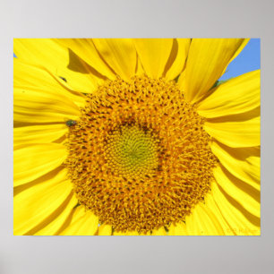Poster - Fly on Sunflower