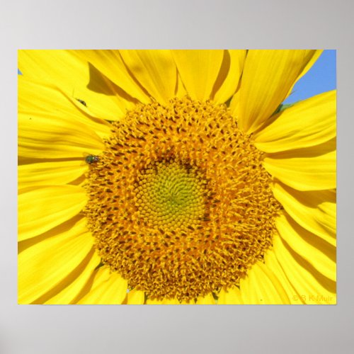 Poster _ Fly on Sunflower