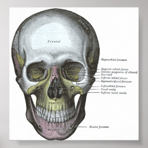 Poster--Frontal View of the Skull Poster