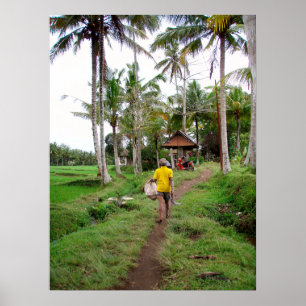 Poster  full (18" x 24")  Rice field worker