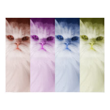 Póster gato de colores