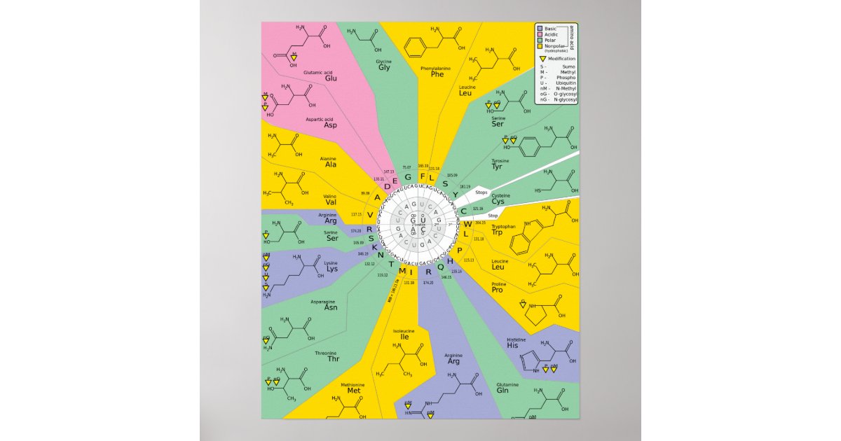 Poster GeneticCode amino acids codons | Zazzle