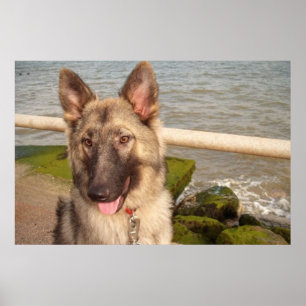 Poster German Shepherd