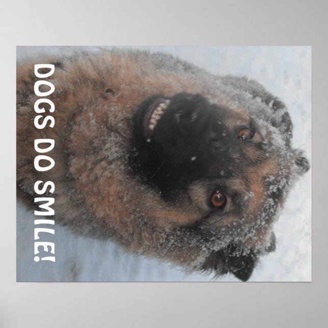 Poster German Shepherd In The Snow Smiling (Front)