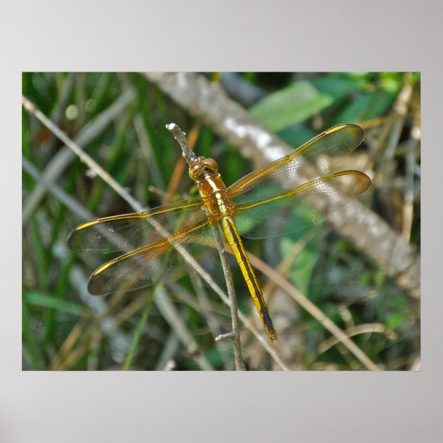 Poster Golden Meadowhawk (Sympetrum) Dragonfly (Front)