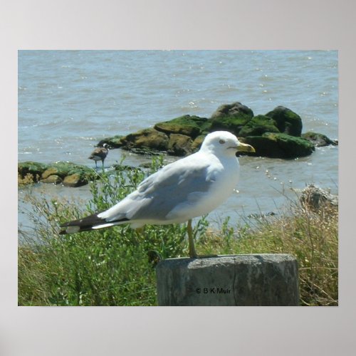 Poster _ Gull on Piling