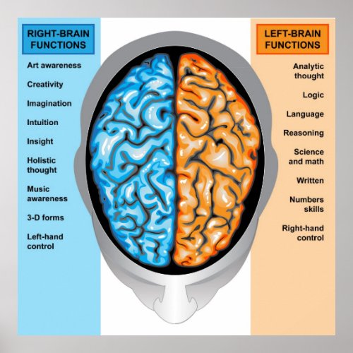 Poster Human brain left and right functions