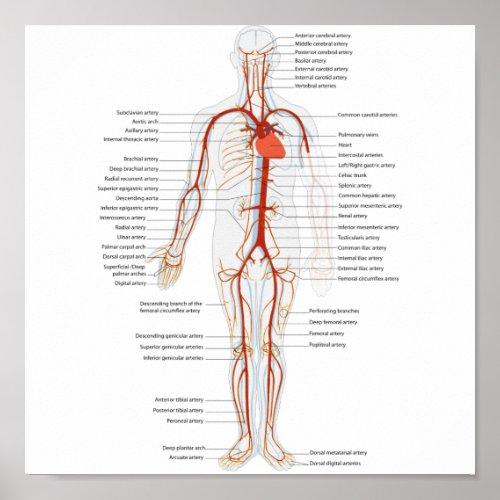 Poster Human Circulatory System of Arteries