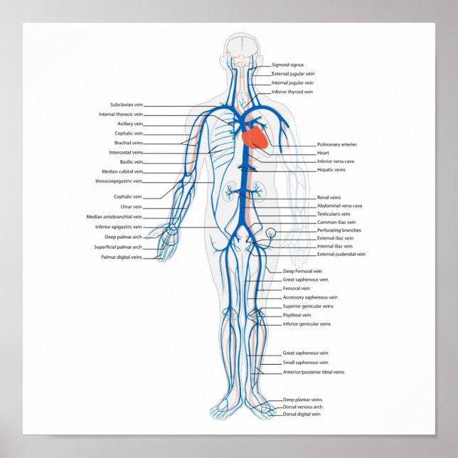 Poster Human Circulatory System of Veins (Front)