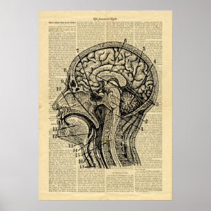 Poster Human Head Brain Anatomy on newspaper