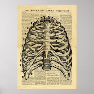 Poster Human Skeleton Thorax on newspaper