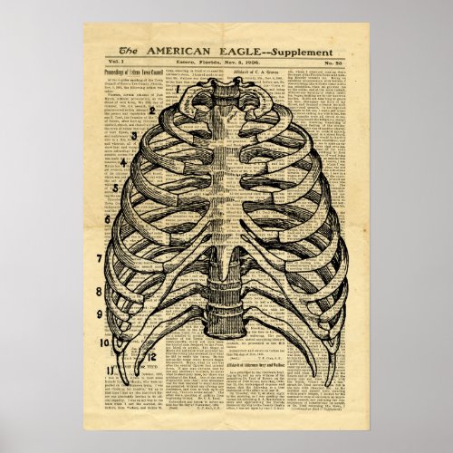 Poster Human Skeleton Thorax on newspaper